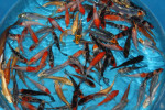 Koi A Selected